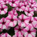 петуния мини виста пинк стар