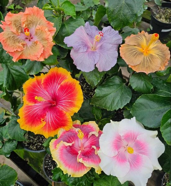 Hibiscus mix - Гибискус Флоридский микс