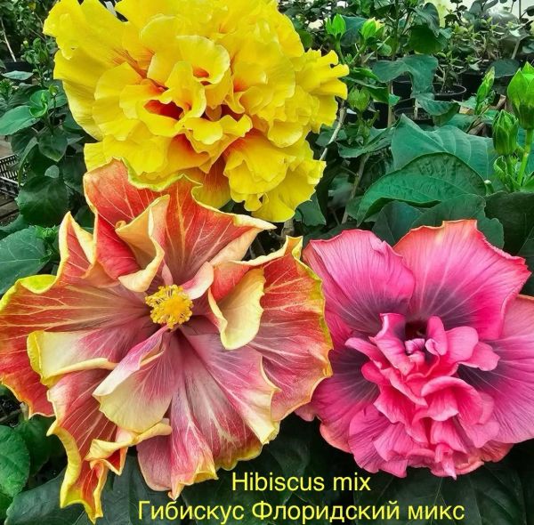 Hibiscus mix - Гибискус Флоридский микс