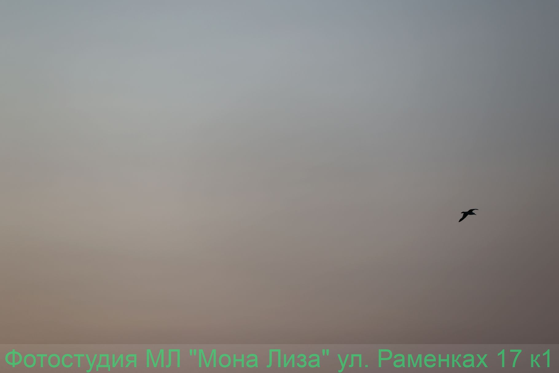 Животные и птицы