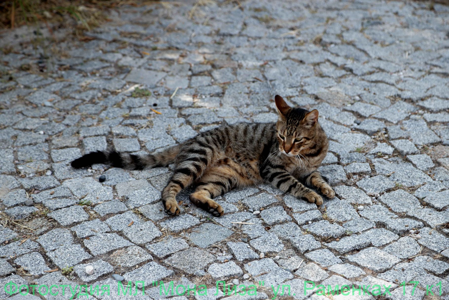 Животные и птицы