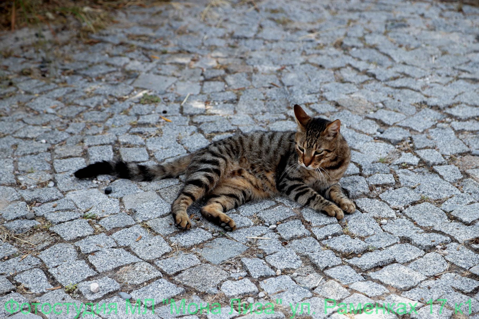 Животные и птицы