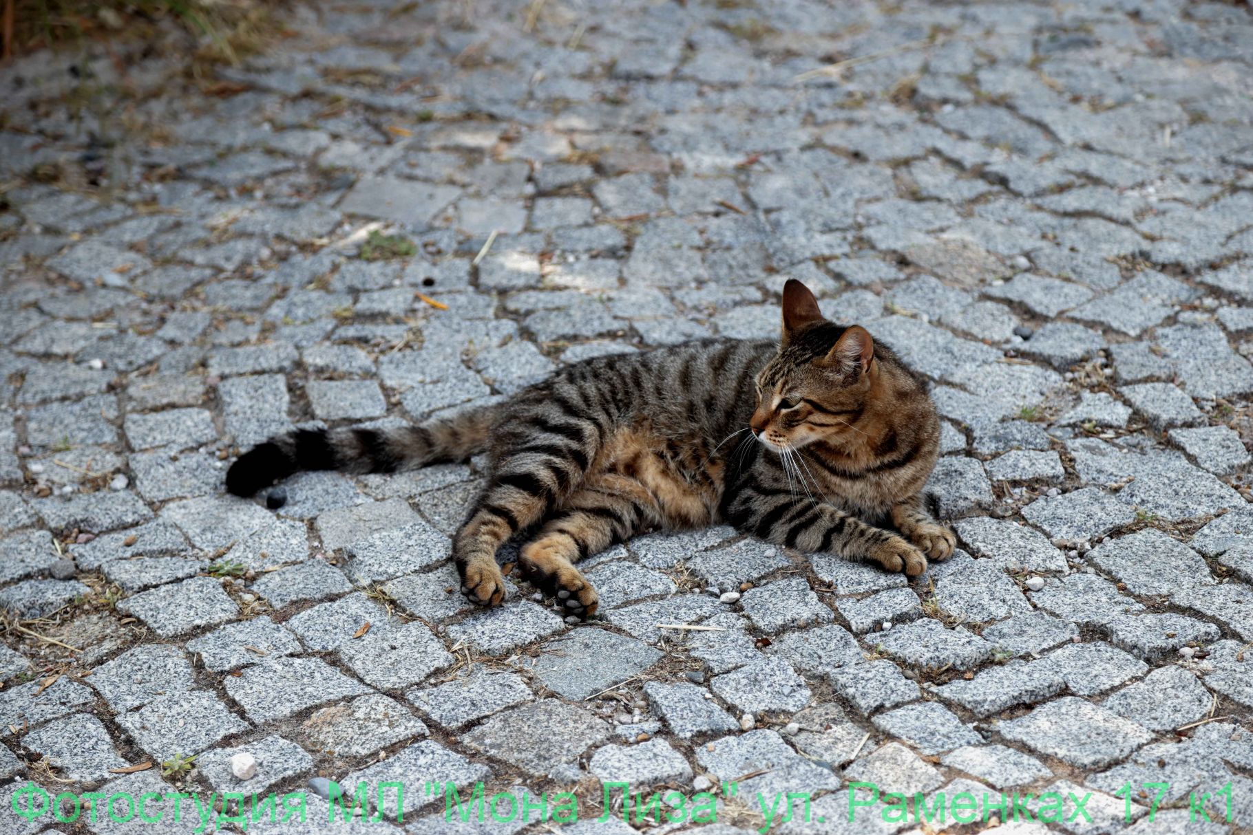 Животные и птицы