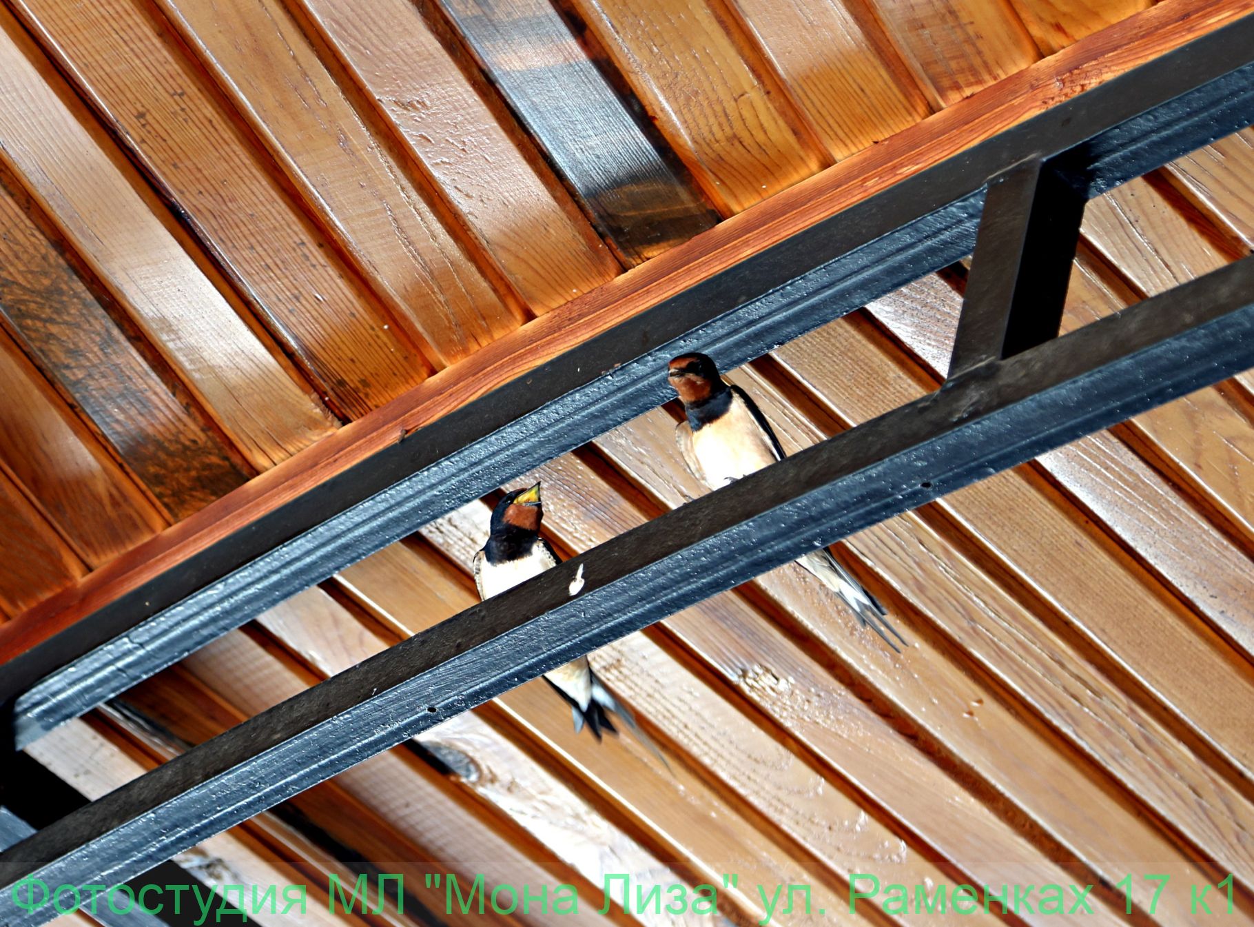 Животные и птицы