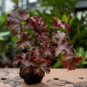 Гейхера Шоколад Раффлс  Chocolate Ruffles в Р9