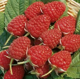 Малина Глен Ампл