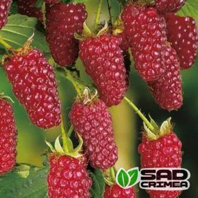 Малина Брусвяна