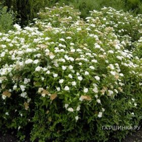 Спирея Албифлора