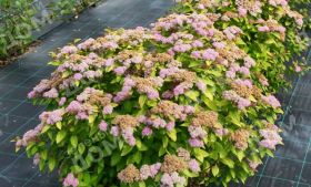 Спирея Double Play Big Bang