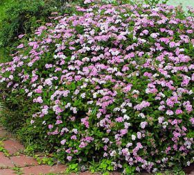 Спирея Нана (Nana)