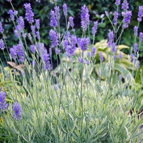 Лаванда Планитум Блонд (в Р9)