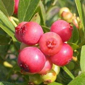 Голубика Пинк Лимонад (Pink Lemonade)