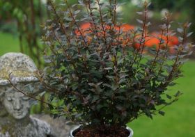 Пузыреплодник Литл Джокер (Little Joker)