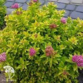 Спирея японская Голден Джек (Golden Jack)