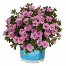 Калибрахоа махровая Aloha Double Soft Pink