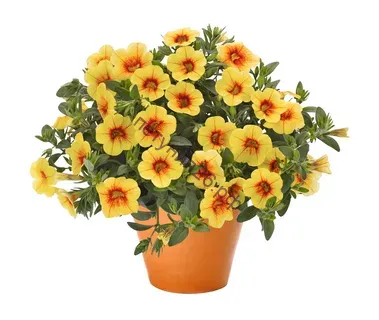 Калибрахоа Aloha Kona Pineapple