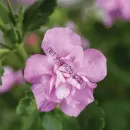 Бакопа Double Pink