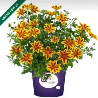 БИДЕНС BLAZING STAR