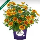 БИДЕНС BLAZING STAR