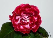 ЕН-Назови Меня Любимой (сел.Е.Николаева) Новинка 2024!