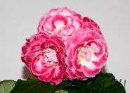 ЕН-Свет в Моем Сердце (сел.Е.Николаева) Новинка 2025!