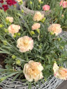 Гвоздика Menorca Floriana Cream