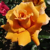 Перфект Джентельмен (Perfect Gentleman)