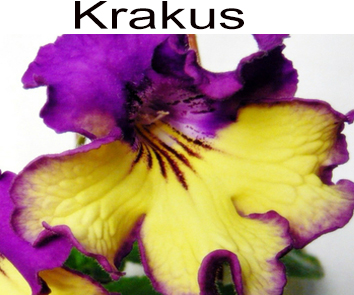 Krakus