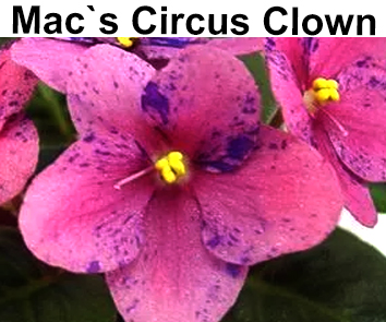 Mac's Circus Clown  НОВИНКА КАТАЛОГА