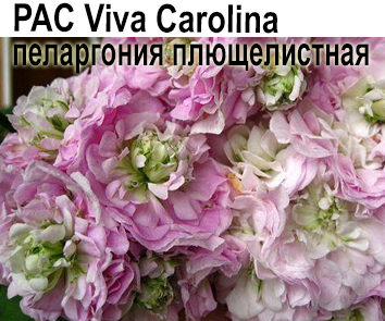 Пеларгония плющелистная Viva Carolina
