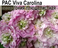 Пеларгония плющелистная Viva Carolina