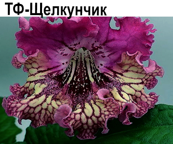 ТФ-Щелкунчик (Фурлетова)  НОВИНКА