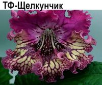 ТФ-Щелкунчик