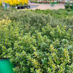 Тимьян лимоннопахнущий Mystic Lemon