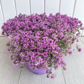Тимьян ползучий Magic Carpet