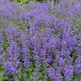 Котовник Фассена Purrsian Blue