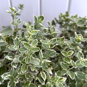 Бересклет форчуна Emerald Gaiety