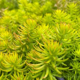 Очиток отогнутый Angelina