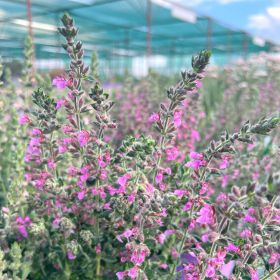 Дубровник обыкновенный