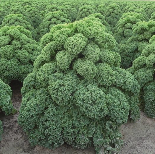 Капуста листовая Олденбор F1, 25шт семян