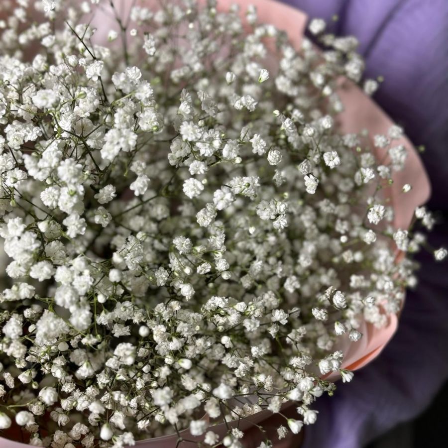 Гипсофила белая 5шт