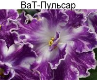 ВаТ-Пульсар