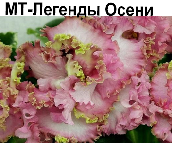 МТ-Легенды Осени (Тотиева)  НОВИНКА КАТАЛОГА