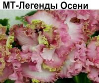 МТ-Легенды Осени