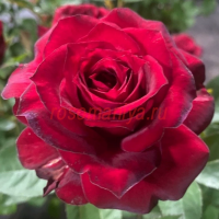 Гранди Джардини Италиани  (Grandi Giardini Italiani)