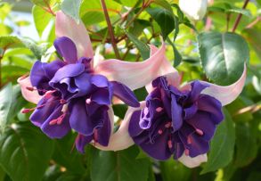 Фуксия Ампельная Deep Purple