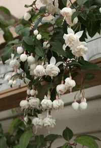 Фуксия Ампельная Carla Knapen