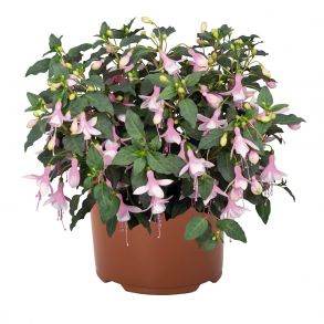 Фуксия кустовая Classic Diana