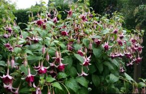 Фуксия кустовая Delphobe