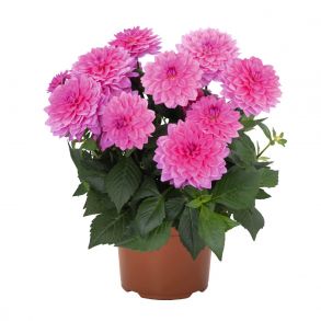 Георгин Hypnotika Pink